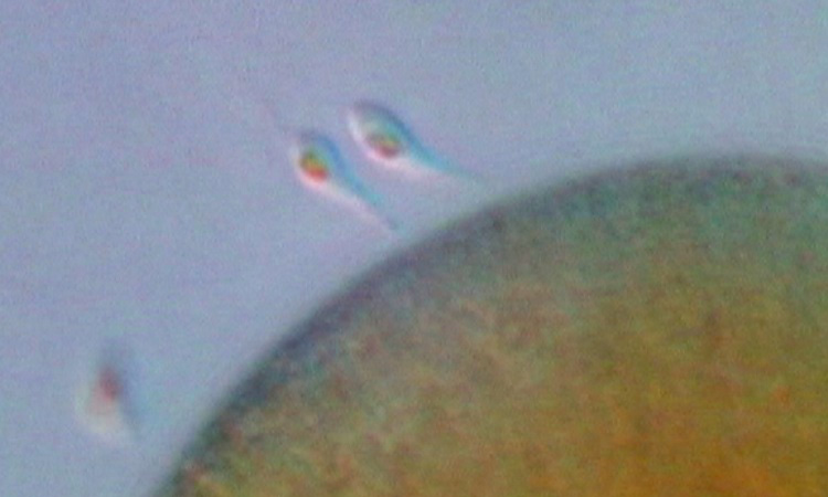 La fécondation chez une algue : le Fucus vésiculeux - 4mn 40s